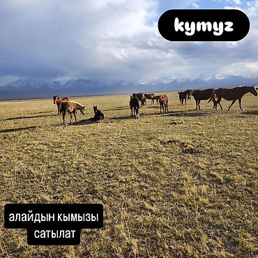 киргизка слив: Кымыз, саамал, В розницу, Самовывоз, Бесплатная доставка, Платная доставка — 1