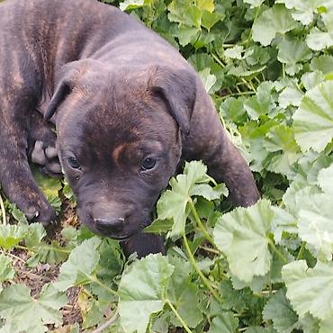Продажа собак: Питбуль, 1 месяц, Самец at lalafo.kg — 1 Продажа собак: Питбуль, 1 месяц, Самец — 1