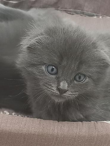 котята веслоухие: 2 месяца, Мальчик, Серый, Приучена к лотку — 4