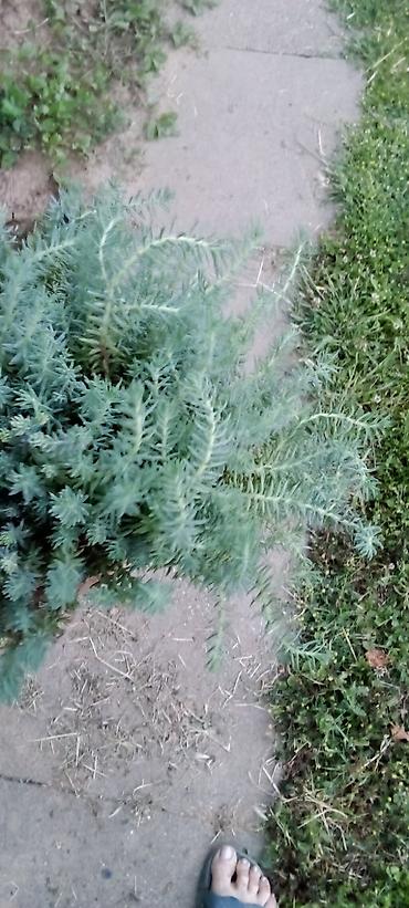 seme jagode: Sedum rupestre ‘Angelina’ – puzava sukulentna perena - Brzorastuća — 3