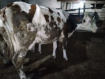 inek satislari: 5 aydı doğub təzə doğanda 16 litr verirdi indi hal hazırda 11,12 litr — 2