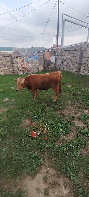 labrador iti satilir: Erkey dana 6 aylıq danadı yem yimeyne söz yoxud — 3
