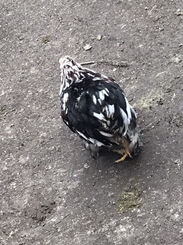 Toyuqlar: Toyuq, Damazlıq — 12