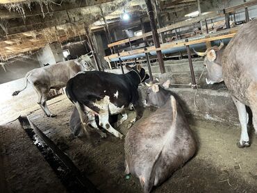Коровы, быки: Продаю | | Швицкая | Для разведения, Для молока | Не стельные, Искусственник, Нетель