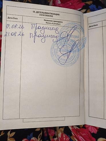 Продажа собак: Чихуахуа, 3 месяца, Самец, С прививкой — 21