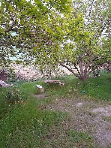 kənd: 8 sot, Kənd təsərrüfatı, Kupça (Çıxarış) — 10