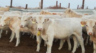 зерно ячмень: Продаю | Корова (самка), Бык (самец), Тёлка | Ангус, Герефорд, Алатауская | На откорм, На забой, Для разведения | Племенные