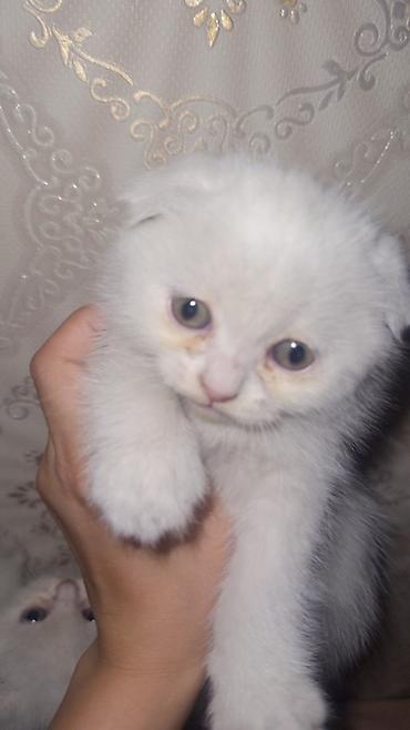 шотландский вислоухий котенок: 🐾 Шотландский вислоухий котёнок 🤍 Очень ласковый и игривый малыш 🥹 — 1