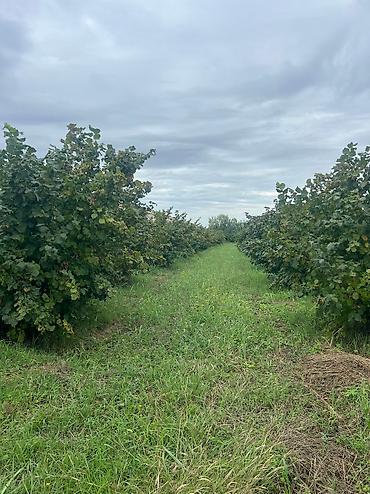 Həyət evləri və villaların satışı: 3 otaqlı, 100 kv. m, Yeni təmirli — 22