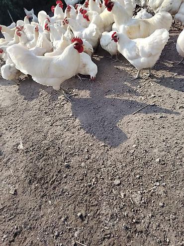 kend yumurta qiymeti: 5 ədəd ağ Australorp her şeyi verilibdir bidene peyvənd verilməyib — 1
