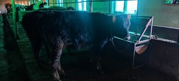 Коровы, быки: Продаю | Корова (самка) | Для молока | Привязанные at lalafo.kg — 8 Коровы, быки: Продаю | Корова (самка) | Для молока | Привязанные — 8