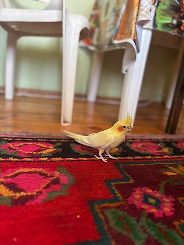 lutino: Nymph parrot (kakaducu/korella) – sarı lutinо rəng Məhsul təsviri: - — 4