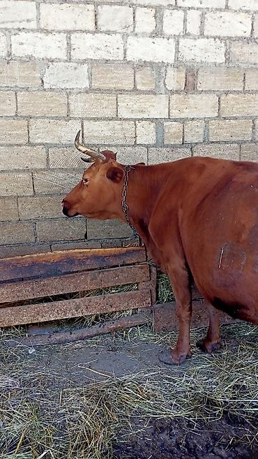 бу ковры: İney Simental Bugadan Öyre gedib Dekabrın 9 na dogmalidir . 8 lt süt — 1