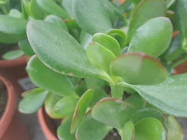 Ostale kućne biljke: Chlorophytum, velike biljke u saksijama, Chlorophytum sa prve slike — 6