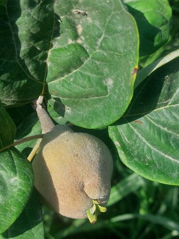 Tinglər: Məhsul: Armud tingləri və meyvəlik ağaclar - Növ: Armud (şəkildə — 6