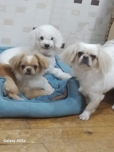 İtlər: Pekines, 6 ay, Erkek, Peyvəndli, Ödənişli çatdırılma