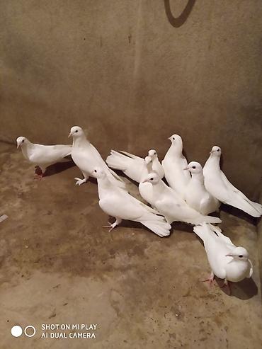 Göyərçinlər: Ünvan Maştağa. Ağ — 12