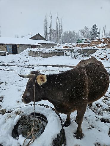 Коровы, быки: Продаю | Корова (самка) | Швицкая | Для молока | Привязанные — 4
