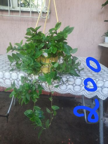 Алоэ: Алоэ at lalafo.kg — 13 Алоэ: Алоэ — 13