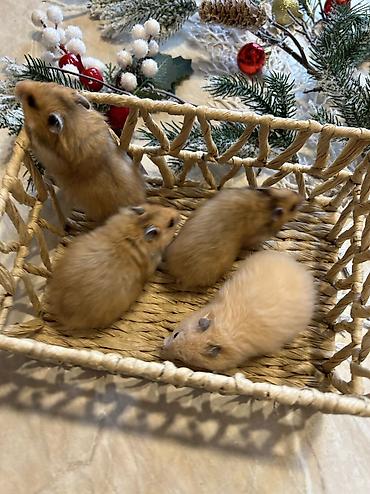 Хомяки: Продаются хомячки ручные. В нашем питомнике вы можете приобрести — 11