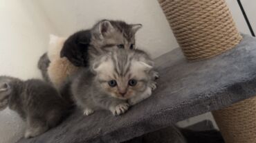 дом животные: Скотиш Фолд (Шотландская вислоухая), 1 месяц, Девочка