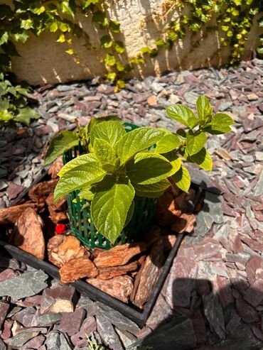 Декор для дома и сада: Декор для дома и сада, Платная доставка, Самовывоз — 9