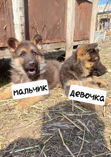 возьму собаку в хорошие руки бесплатно: Овчарка, 2 месяца, Самец, С прививкой