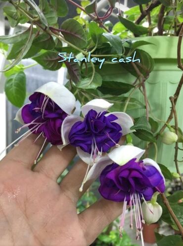 Другие комнатные растения: Продаю Детки!!! (укорененные черенки)сортовых,комнатных фуксий!Цена — 22