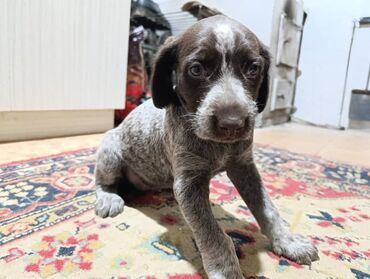 наморник для собак: Продается щенок пароды Дратхаар, девочка 1 месяц . Родители рабочие