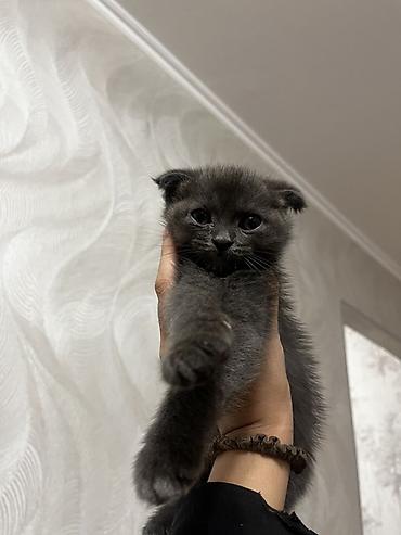Продажа кошек: Скотиш Фолд (Шотландская вислоухая), 1 месяц, Девочка, Серый, Метис, Приучена к лотку — 3