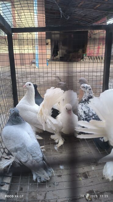 Птицы: Игровые летные цена договарная - Породы: белые павлины (характерные — 10