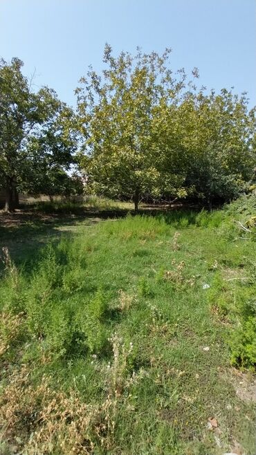 Torpaq sahələrinin satışı: 8 sot, Tikinti, Maklerlər narahat etməsin, Kupça (Çıxarış) — 10