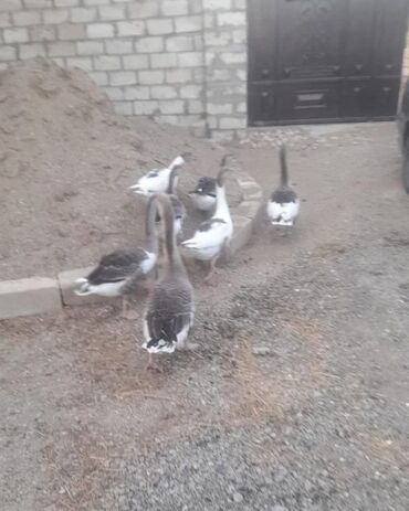 sort qazlar: Qaz sürüsü - Rəng: ağ-boz qarışıq ləkəli tüklər - Say: şəkildə bir