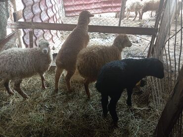 border collie qiymeti: Quzu, Erkək, ay: 1, Damazlıq, Ünvandan götürmə, Rayonlara çatdırılma