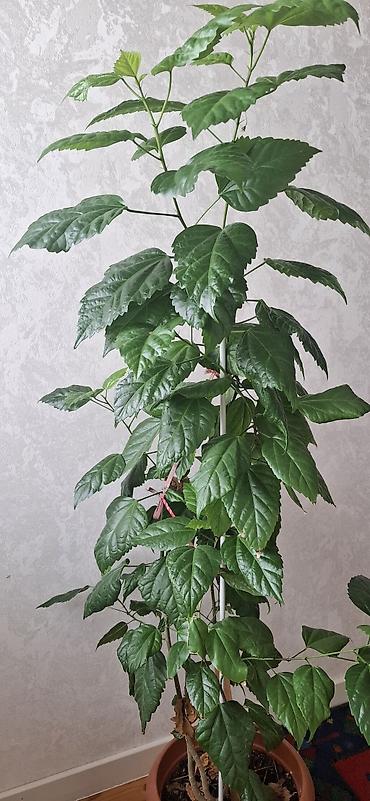 yaşıl: Hibiskus (Çin qızılgülü), torfa əkilib - Hündürlüyü təxminən 120–150 — 2