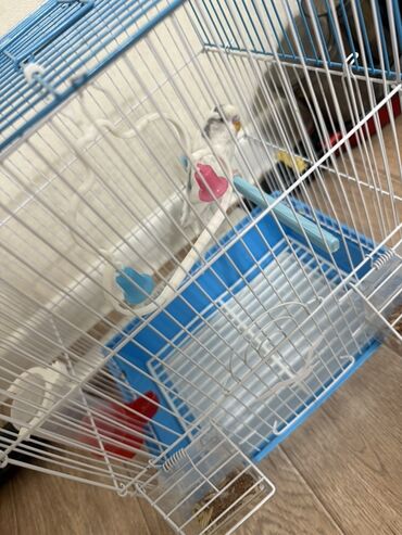 миска для животных: Продаётся волнистый попугай мальчик 🐦вместе с клеткой. Здоров