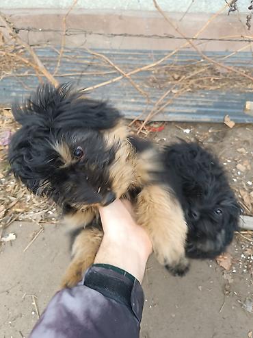 Продажа собак: Отдам в добрые руки!. Щенки маленькой породы/метиса. Пушистая шерсть — 4