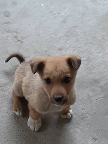 Собаки: Потерялась собака 2мес достаточно маленькаягде-то в улице Ак Ордо