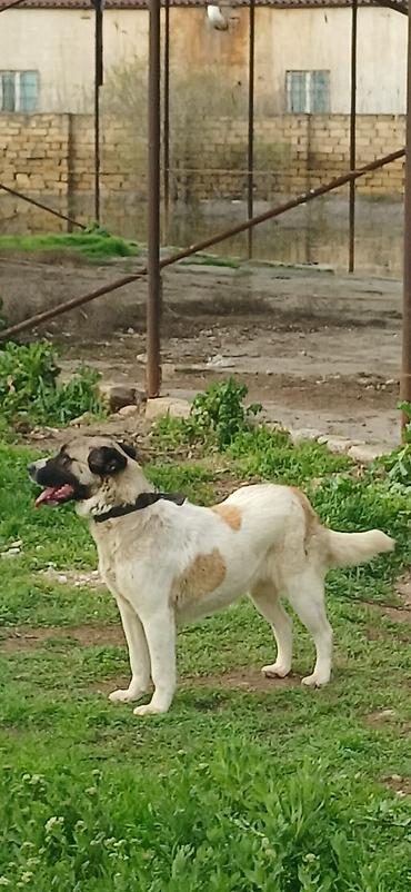 İtlər: Qurdbasar, 10 ay, Dişi, Peyvəndli — 6