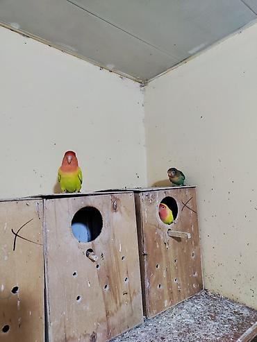 yarasa sekilleri: Növ: Agapornis (Sevgi quşları) – müxtəlif rəng mutasiyaları Təsvir: - — 3