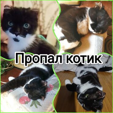 12 марта в районе Коммунаров /Жибек Жолу пропал котик черный с белой