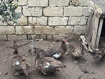 dos əti: 12ədəd qaz və 5ədəd ördek satılır kesimlik damazlıq 6-7ayın quşlarıdı — 4