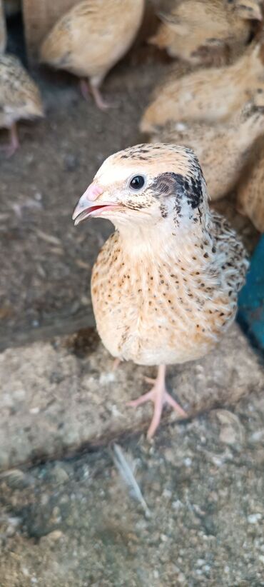 домик для кроликов: Продаю | Куры