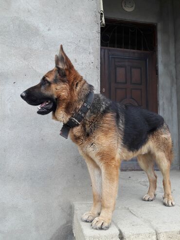 sibir afcarkasi в Азербайджан | Собаки: Erkek alman afcarkasidi
Cutlesdirmek ucun disi axtarilir
