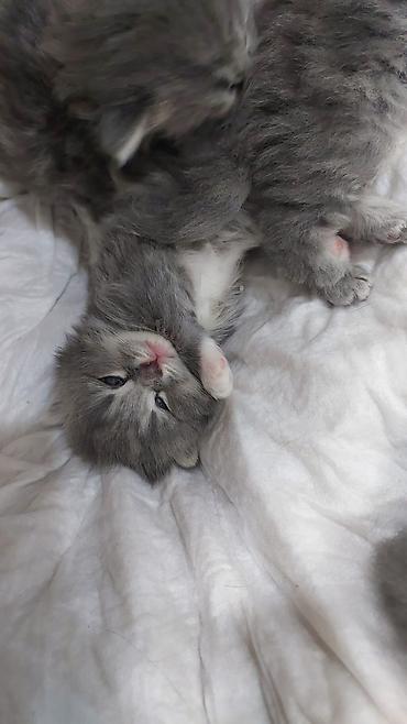 Pişiklər: Britan — 8