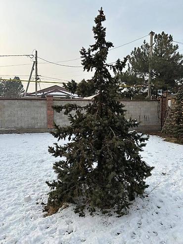 Декоративные деревья: Саженцы деревьев: Ели, Самовывоз — 3