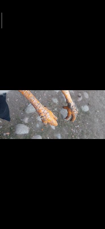 Птицы: Продаю Инкубационное яйцо Чисто кровных даканов разных пород: Китаец — 10