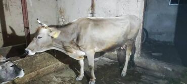 молочная корова: Продаю | Корова (самка) | Швицкая | Для разведения, Для молока
