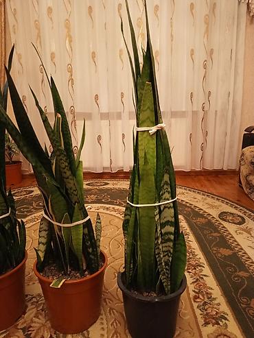 xolikan bitkisi: Sansevieria (Qayın dili) otaq bitkiləri - Növ: Sansevieria — 3