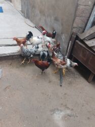 Tavalar: 11 dene beçə heyət çolpalari 2 dene boyuk xoruz balacalar 10 manat